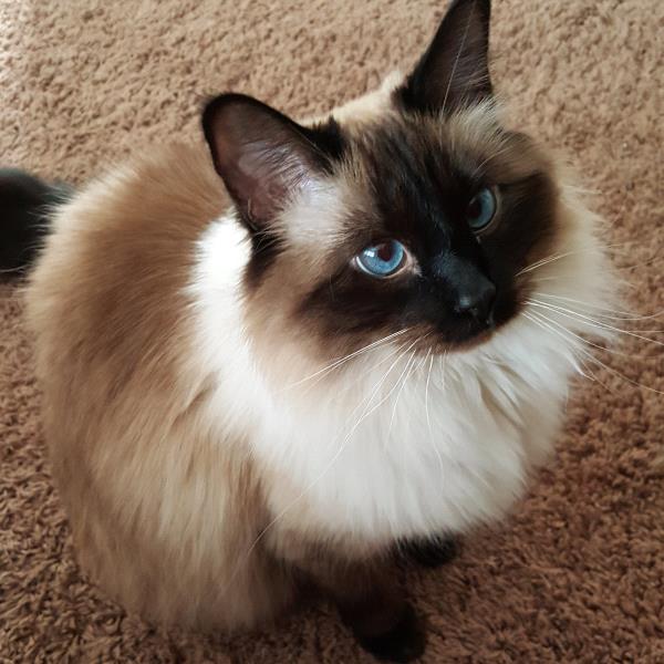 /Images/uploads/Humane Society of Utah/HSU2018/entries/3875thumb.jpg